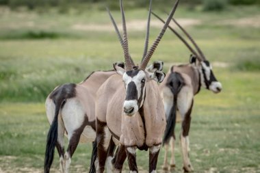 Gemsbok kameraya yıldızı.