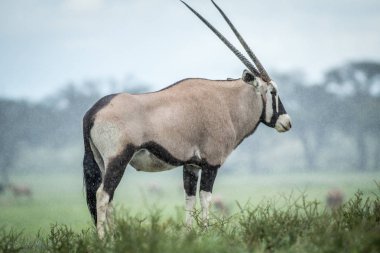 Gemsbok ayakta yağmurda çim.