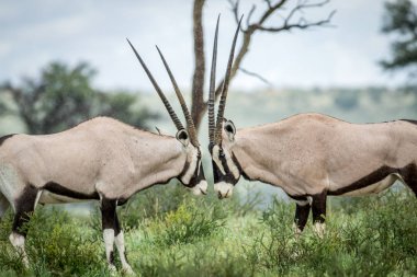 İki Gemsbok mücadele çim.
