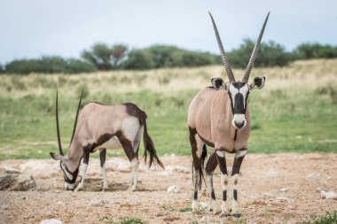 Gemsbok kameraya yıldızı.