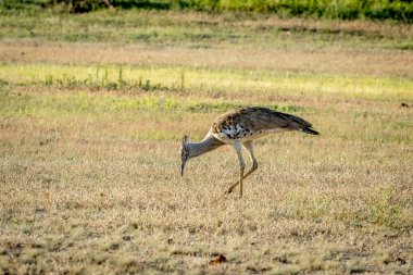 Otların arasında yürüyüş Kori damla.