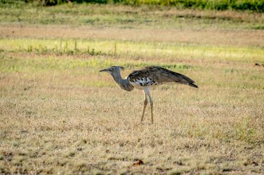 Otların arasında yürüyüş Kori damla.