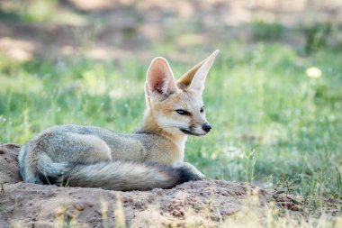 Kuma bırakmasını Cape fox.