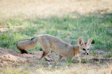 Cape Kalagadi kuma ayakta tilki.