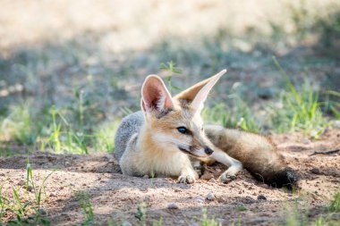 Kuma bırakmasını Cape fox.