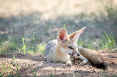 Kuma bırakmasını Cape fox.