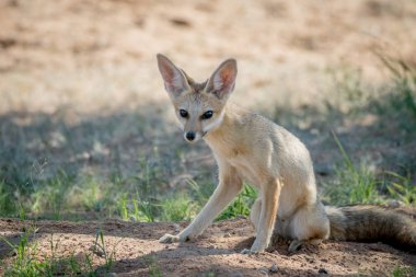 Kuma oturarak Cape fox.