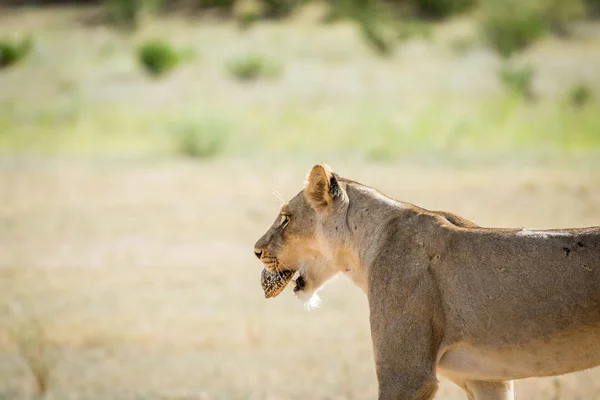 Lionne avec tortue léopard dans la bouche . — Photo