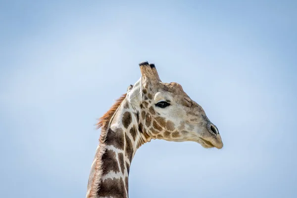 Side profile of a Giraffe in the bush. — Stock Photo