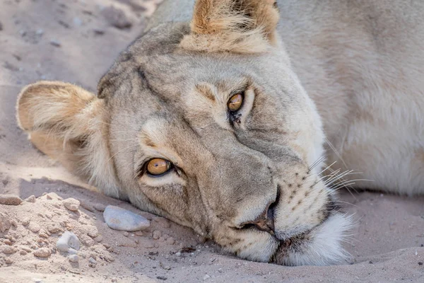 Lion fastställande och stjärnmärka. — Stockfoto