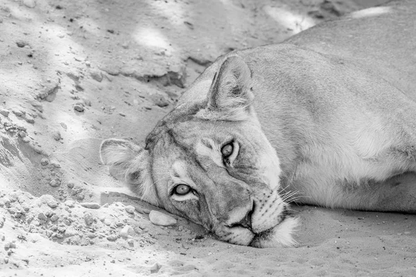 Lion laying down and starring.