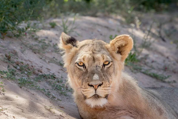 Junger männlicher Löwe starrt in die Kamera. — Stockfoto