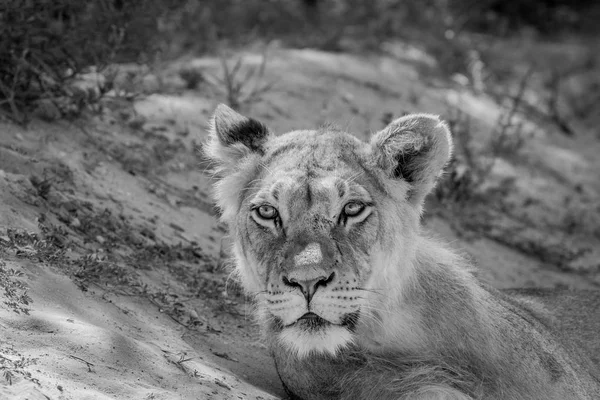 Jeune Lion mâle avec la caméra . — Photo