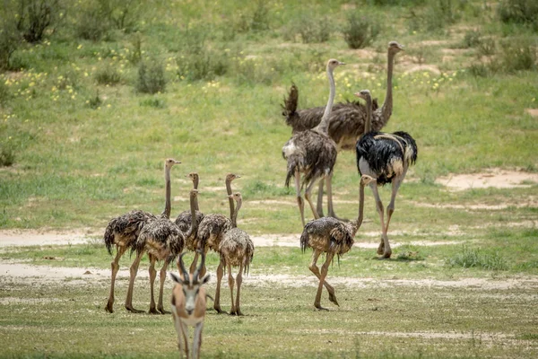 Family of Ostriches in the grass. — Stock Photo, Image