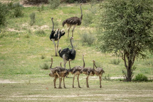 Família de Avestruzes na grama . — Fotografia de Stock