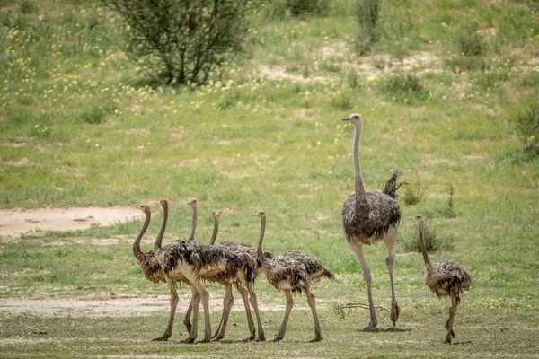 Família de Avestruzes na grama . — Fotografia de Stock