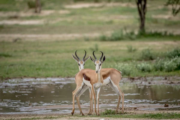 Dwa Springboks wystąpili na kamery. — Zdjęcie stockowe