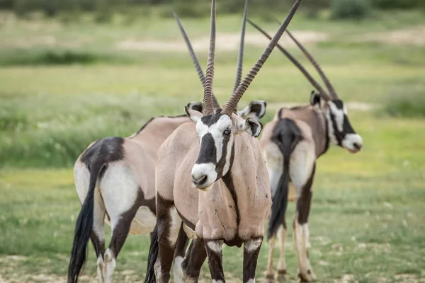 Gemsbok в головній ролі на камеру. — стокове фото