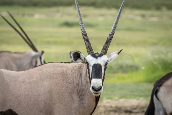 Gemsbok kameraya yıldızı. — Stok fotoğraf