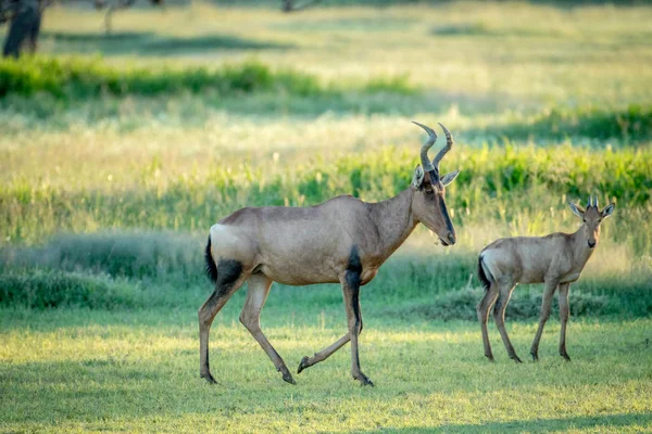 Kırmızı hartebeest ve buzağı ayakta çim. — Stok fotoğraf