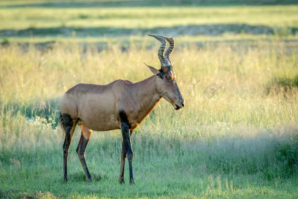 Kırmızı hartebeest duran çim. — Stok fotoğraf