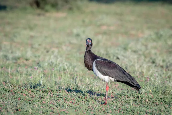 Abdim's stork standing in the grass. — Stock Photo, Image