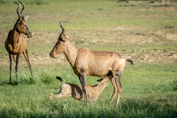 Red hartebeest ternera amamantando de su madre . —  Fotos de Stock