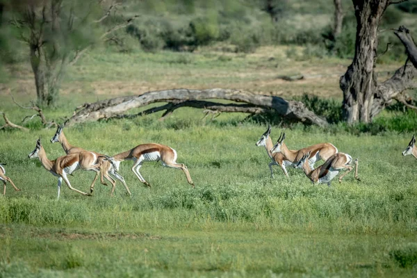 Manada de Springboks correndo na grama . — Fotografia de Stock