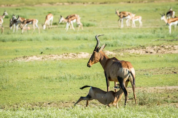 Vermelho hartebeest bezerro sucção de sua mãe . — Fotografia de Stock