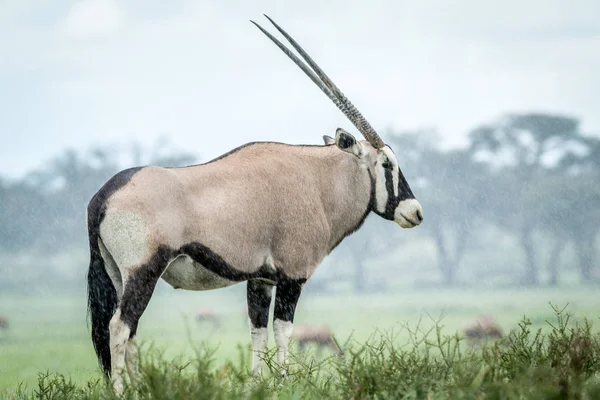 Gemsbok ayakta yağmurda çim.
