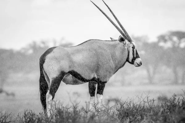 Gemsbok ayakta yağmurda çim.