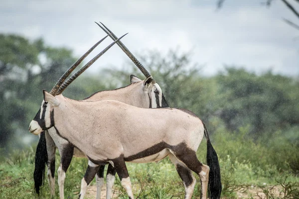 İki Gemsbok ayakta çim.