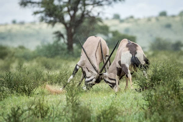 Dos Gemsbok peleando en la hierba . —  Fotos de Stock