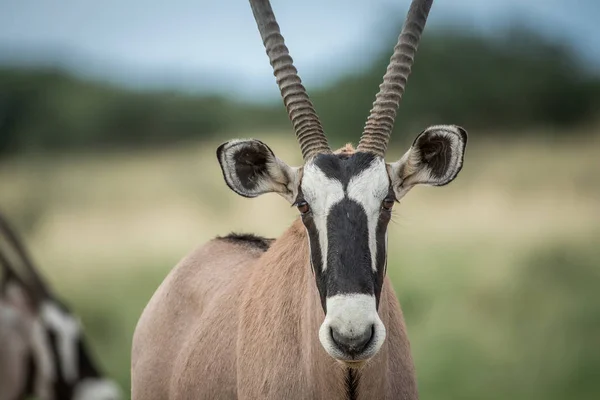 Primer plano de un Gemsbok protagonizado por la cámara . —  Fotos de Stock