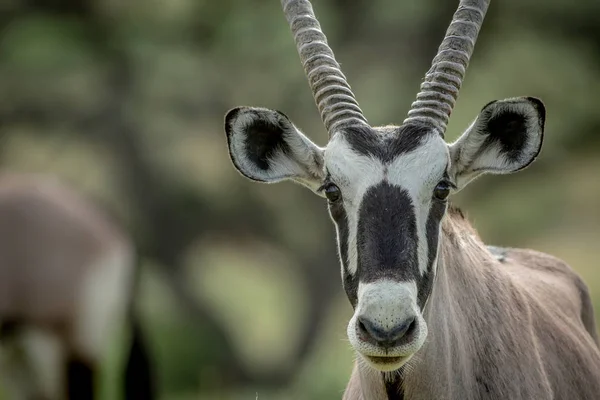 Крупним планом у Gemsbok, ролях: на камеру. — стокове фото