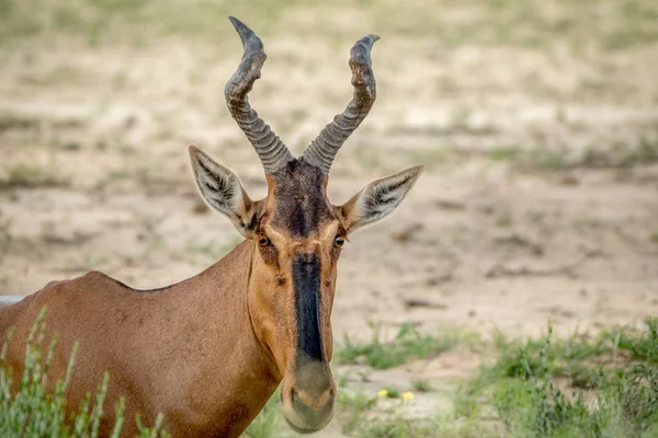 Zbliżenie na czerwonego hartebeest w Kalagadi. — Zdjęcie stockowe