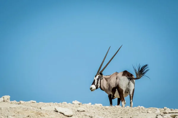 stock image Gemsbok standing on a ridge and looking back.