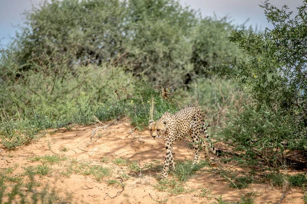 Cheetah lopend onderaan een duin in Kalagadi. — Stockfoto