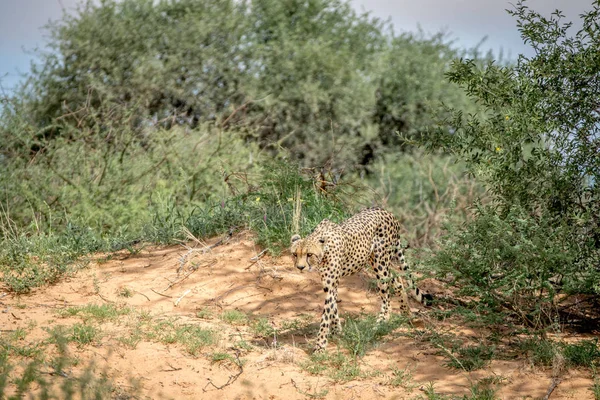 Gepard, šel po Duně v Kalagadi. — Stock fotografie