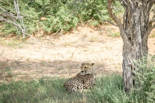 Gepard, kterým se v trávě pod stromem. — Stock fotografie