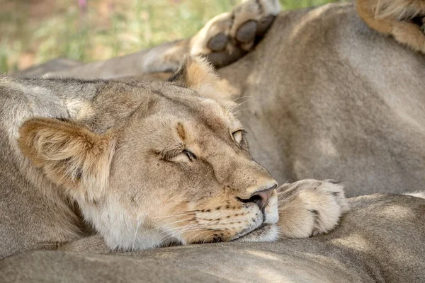 Löwe ruht sich auf einem anderen Löwen im Kalagadi aus. — Stockfoto