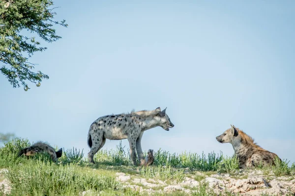 Drei gefleckte Hyänen auf einem Bergrücken. — Stockfoto
