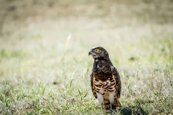 Águila serpiente de pecho negro juvenil en la hierba . —  Fotos de Stock