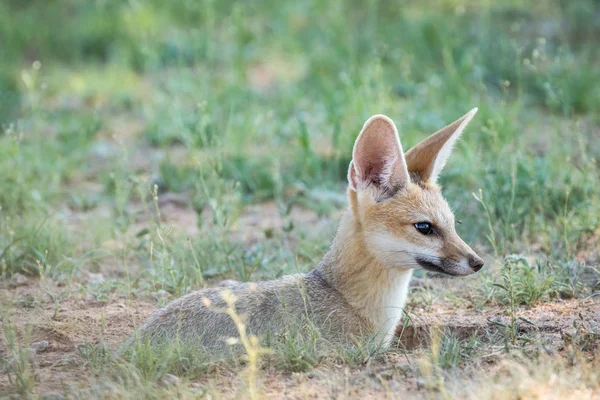 Close up de uma raposa do Cabo no Kalagadi . — Fotografia de Stock
