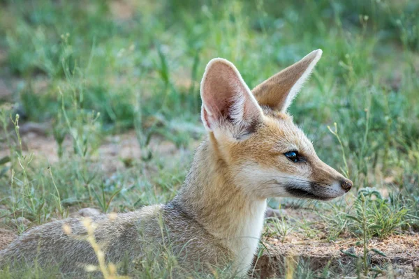 Close up de uma raposa do Cabo no Kalagadi . — Fotografia de Stock