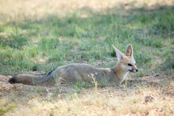 Kap Fuchs steht im Sand in Kalagadi. — Stockfoto