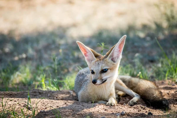 Cape fox laying down in the sand. — Stock Photo, Image