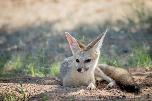 Cape fox laying down in the sand. — Stock Photo, Image