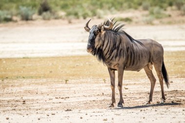 Mavi wildebeest ayakta kum.