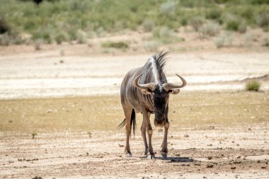 Mavi wildebeest ayakta kum.